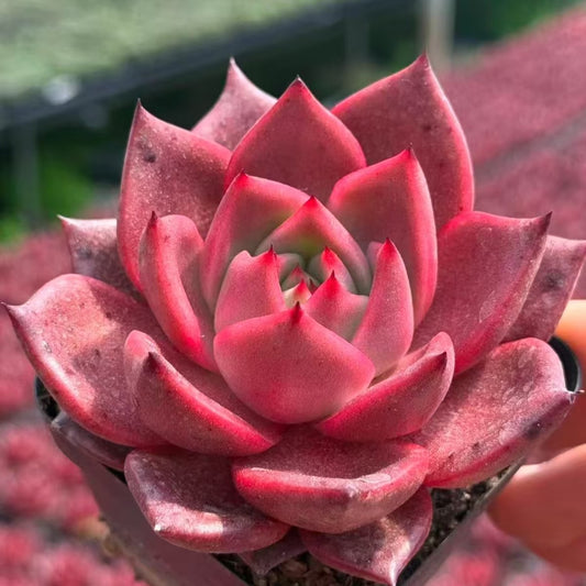 QNY147 レッド　ロウブ（7cm pot）