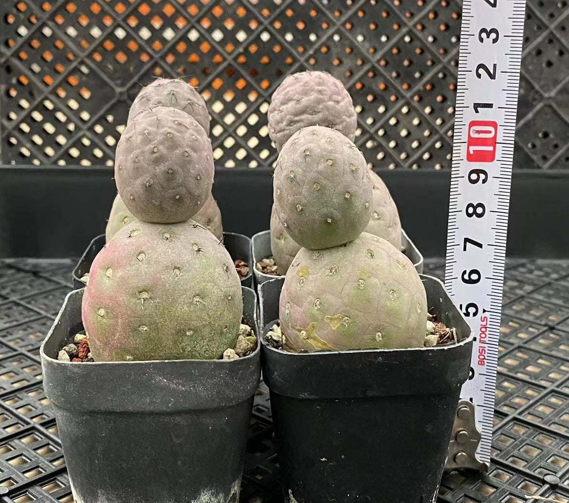 ZL058  テフロカクタス・ゲオメトリクス（5cm pot）