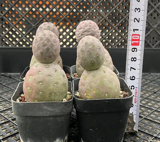 ZL058  テフロカクタス・ゲオメトリクス（5cm pot）