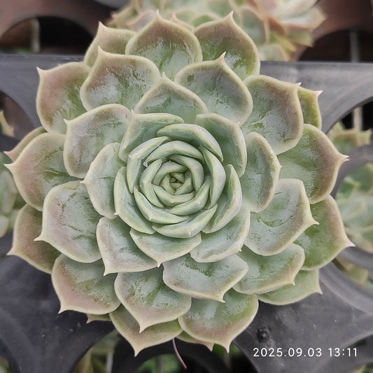 ZZA339 オンスロー（5.5cm pot）