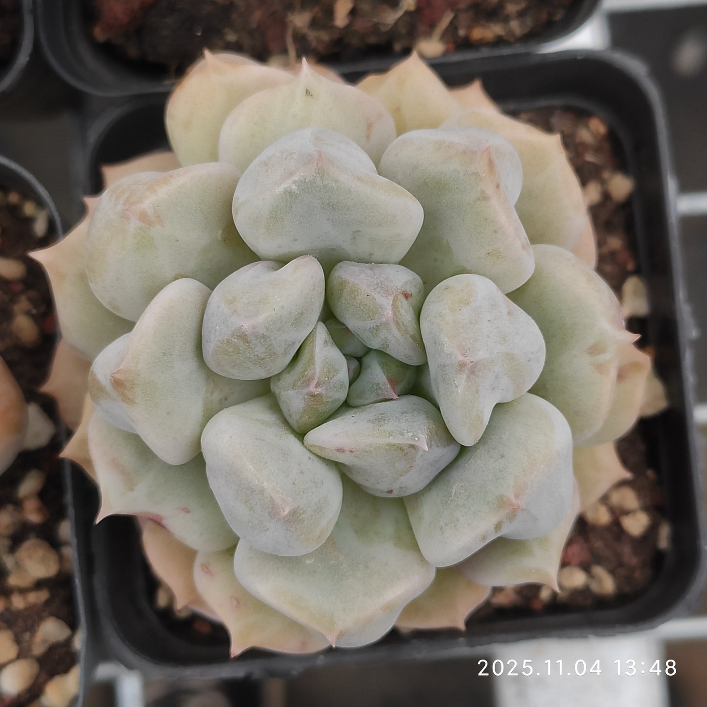 18911 スーパーミルク（7cm pot）