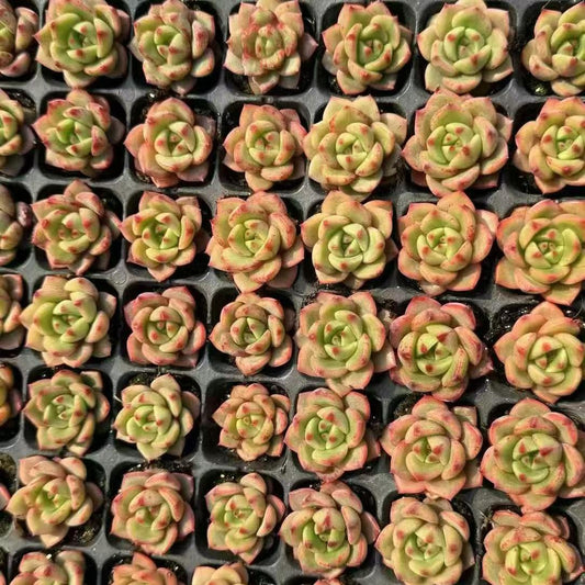 XS1055 スモールピーチ x アガボイデス（3cm pot）