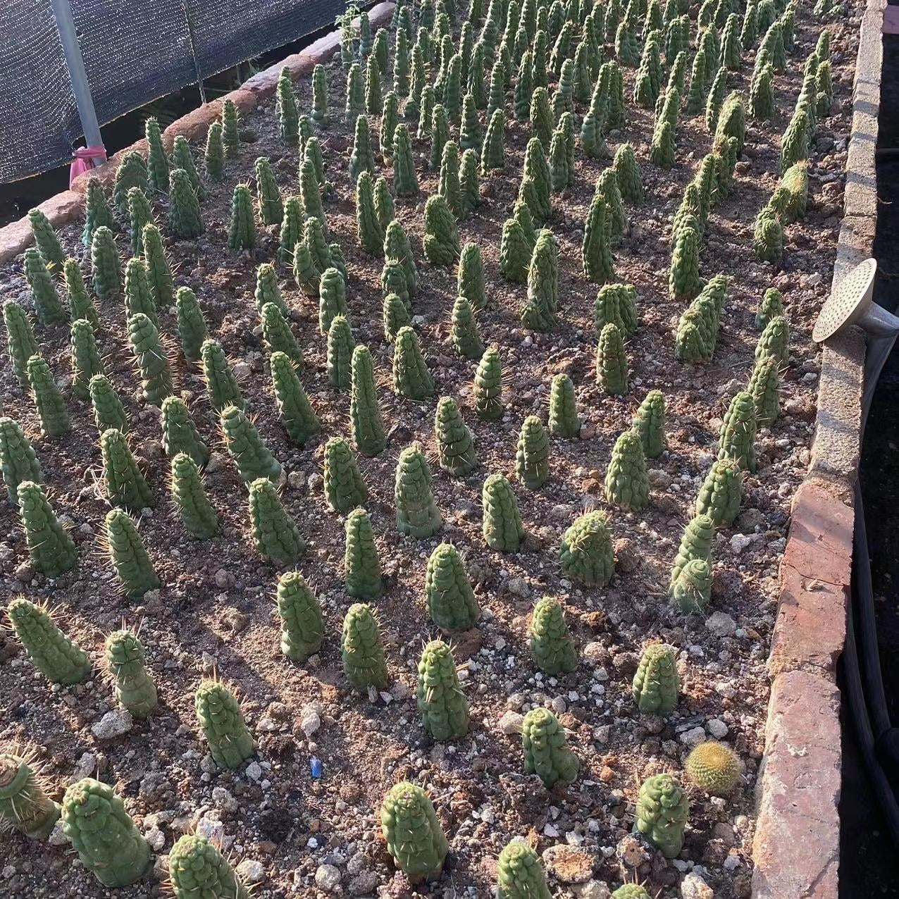 ZL654 カスタネア・スピラリス（7cm pot）