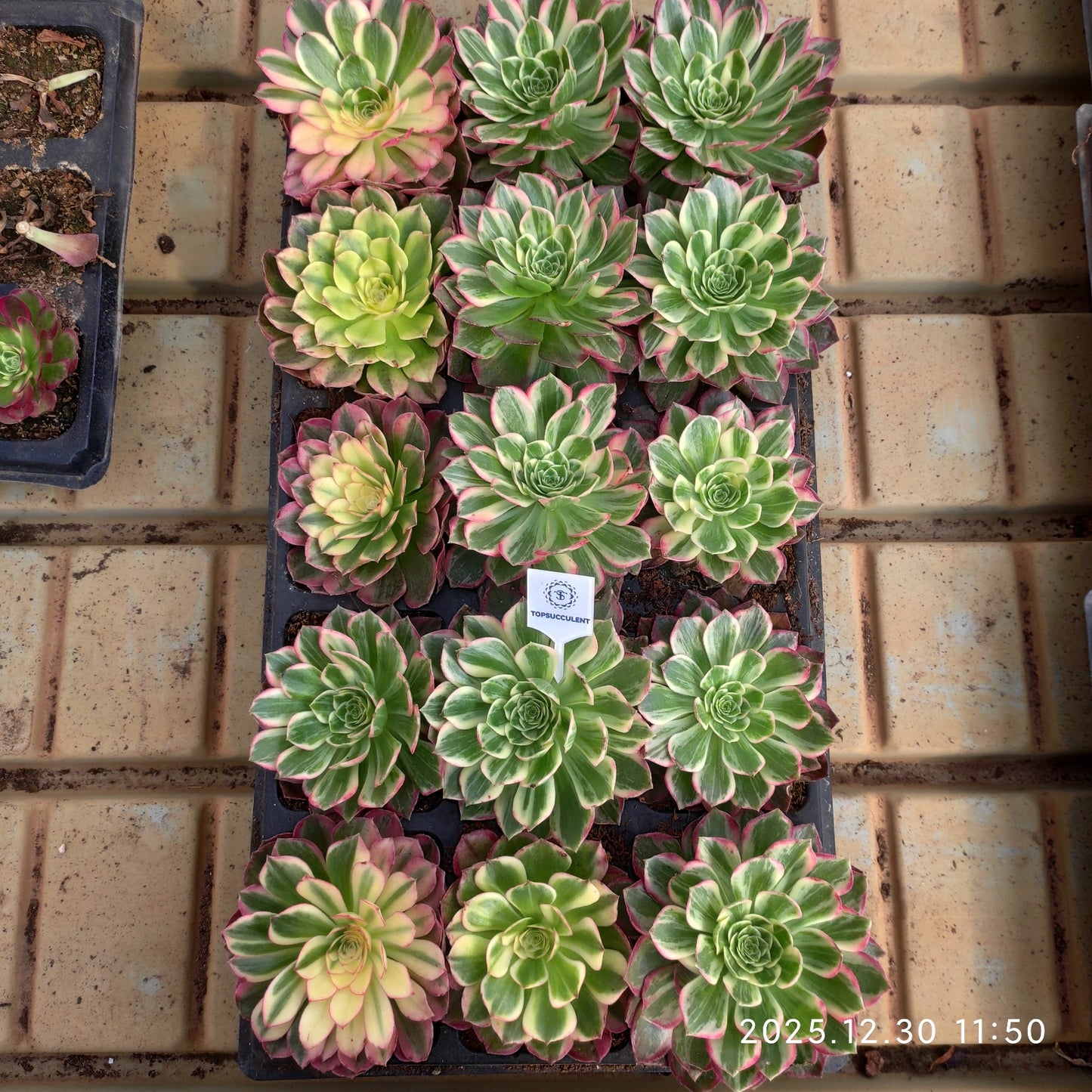 24055 ミルク　ワイト