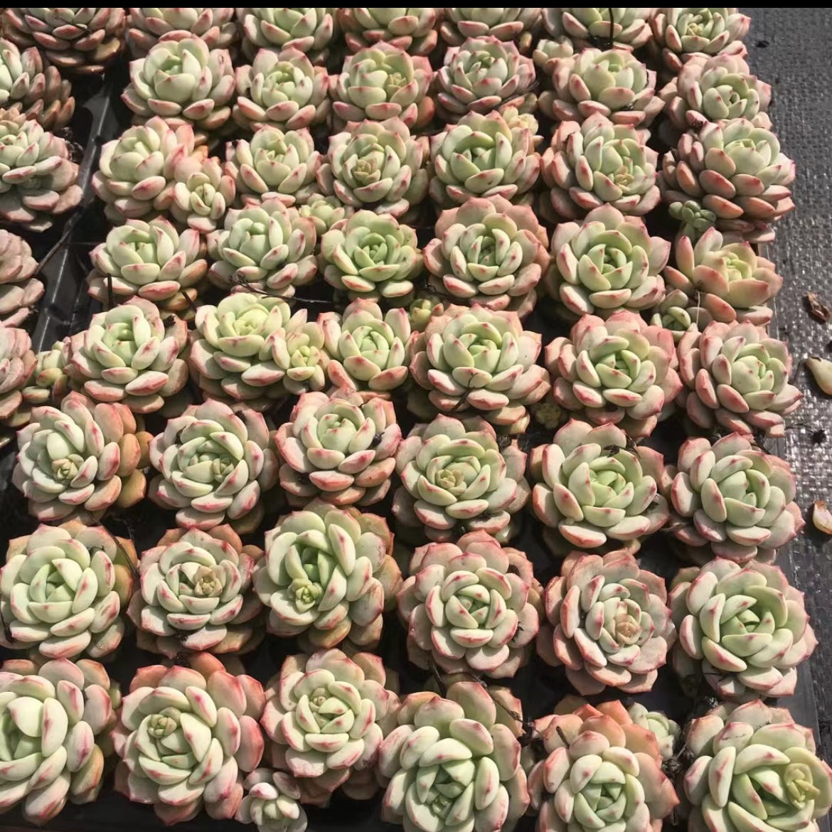 23371 バニラビズ（3cm pot）（ポット苗）