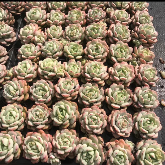 23371 バニラビズ（3cm pot）（ポット苗）