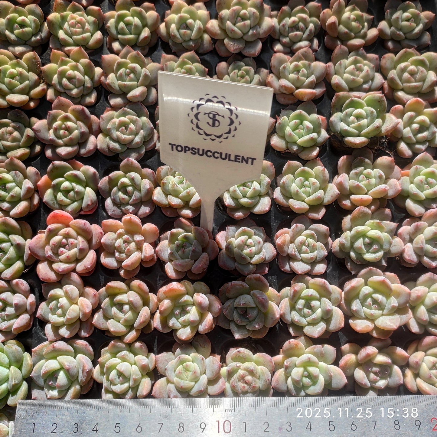 220511 アイスハート ジェニー（3cm pot）（ポット苗）