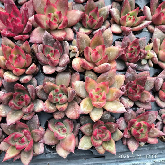 22407 ロカ（3cm pot）（ポット苗）