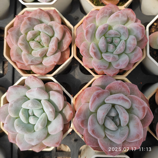 WWA389 アイスグリーンHyb（7cm pot）
