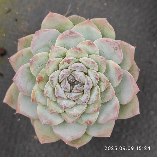 MMT310 アイススピリット（5.5cm pot）