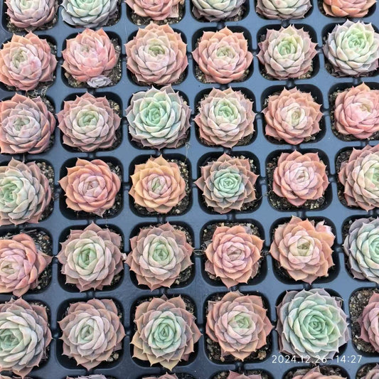 20662 オウンスロー（4cm pot）（ポット苗）