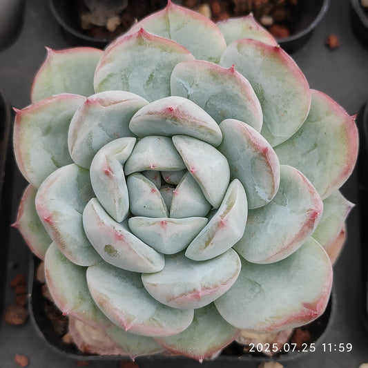 NGN337 ピンク　ドユー（7cm pot）