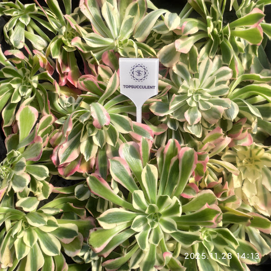 22975 アエオニウム　ホワイトフェニックス（カット苗）（16cm pot）