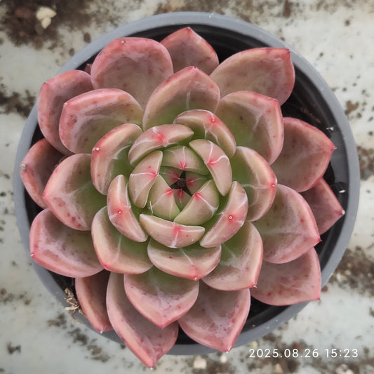 DQ082 オレンジモンローQ（9cm pot)