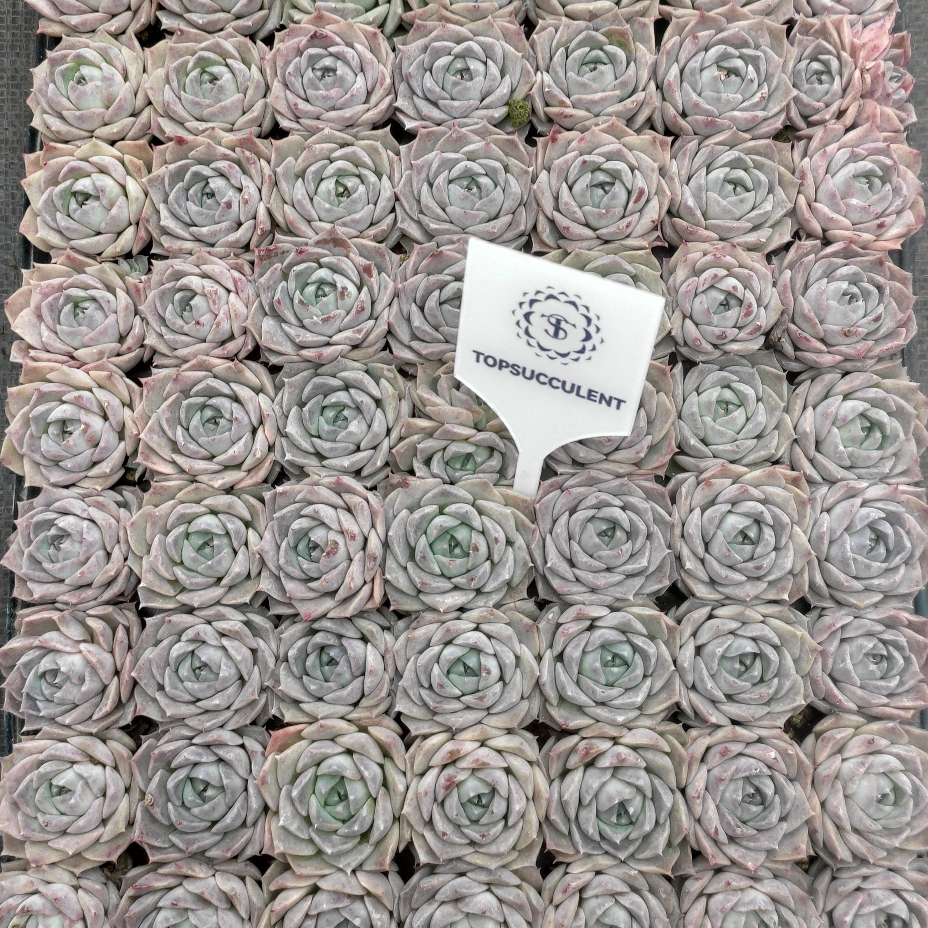 プラグトレー苗 20260115 – Top Succulent®