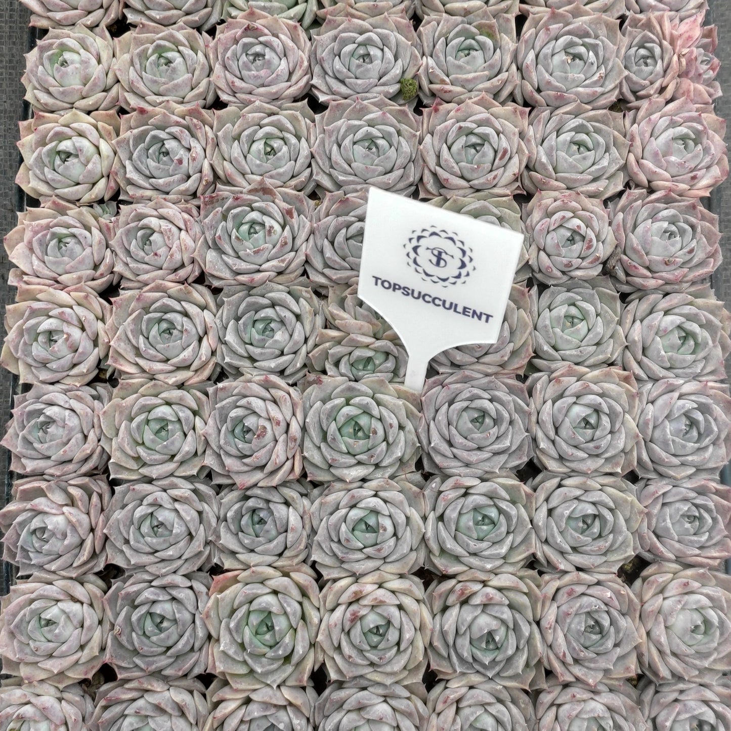 22139  ポセイドン（3cm pot）（ポット苗）