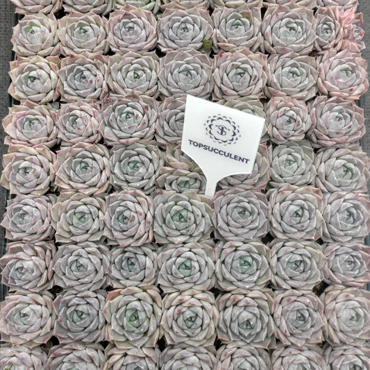 22139  ポセイドン（3cm pot）（ポット苗）