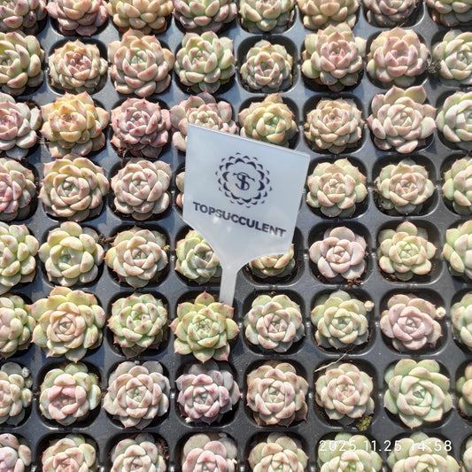 19413  アメイジンググレイス（3cm pot）（ポット苗）