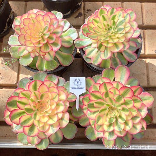 24040 アエオニウム ライチー