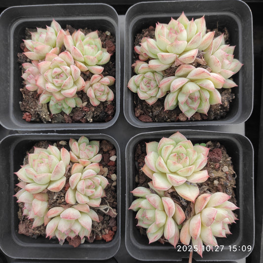 22186 ピンククイーン（7cm pot）