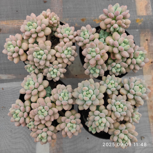 MMT890 キャビア（9cm pot）