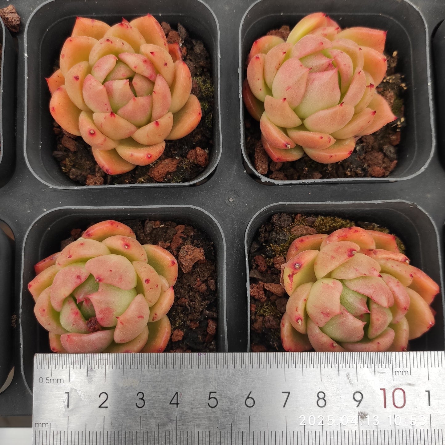 LMM396 ラッキーフェイス（6.5 cm pot）
