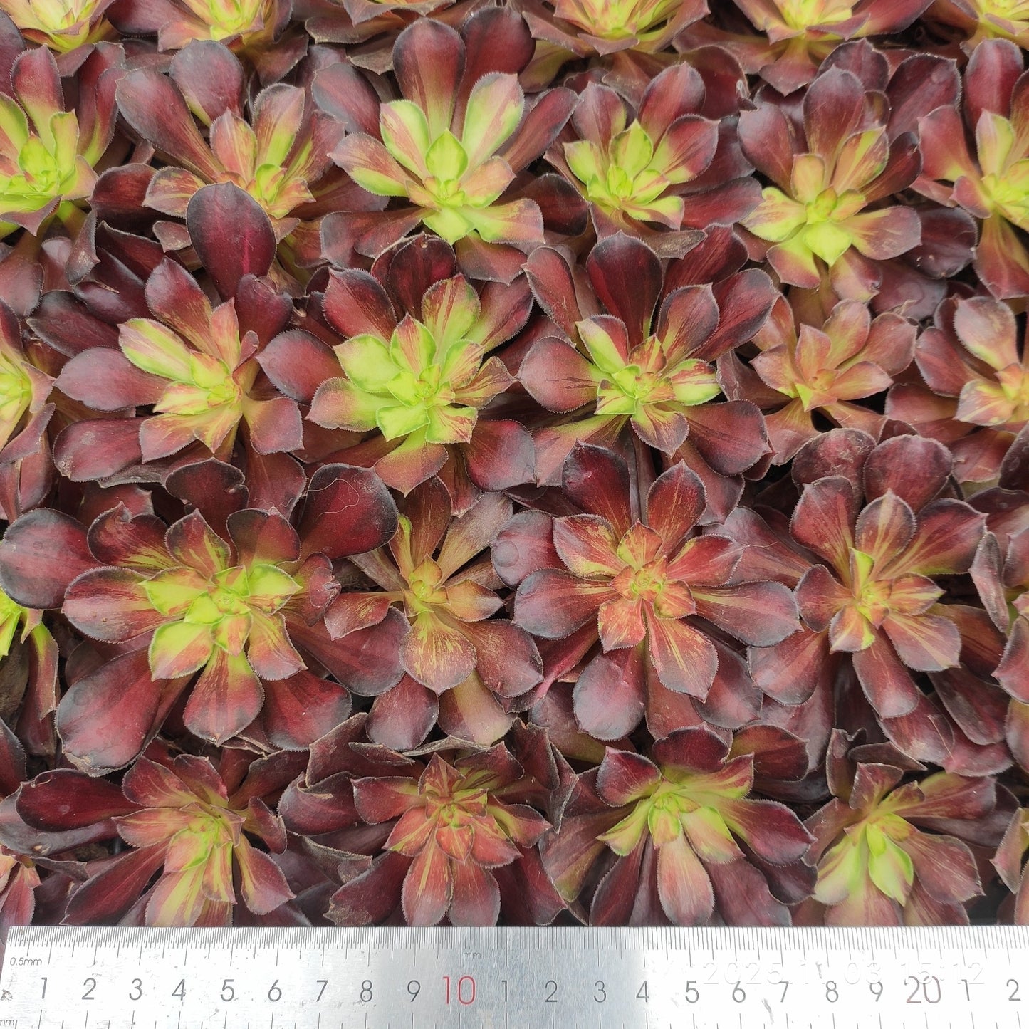 22309 アゾラー（5cm pot）