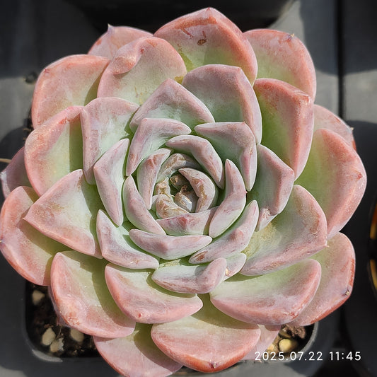 RC036 アメイジンググレイス（7cm pot）