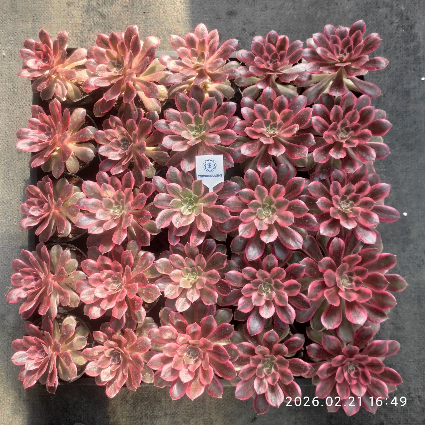 26083 ブラック　デビル