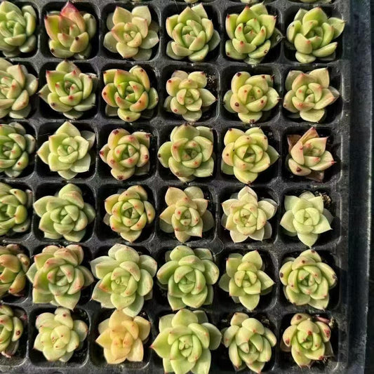 XS1046 ブルードラゴン x ソギョン（3cm pot）