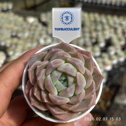 20645 フロスティング