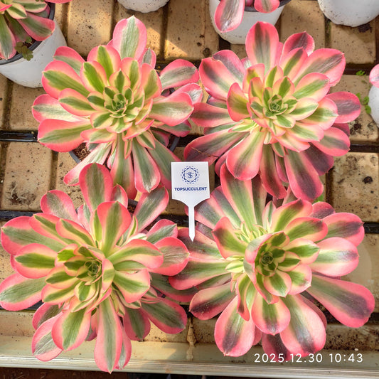 24035 アエオニウムピンクガール