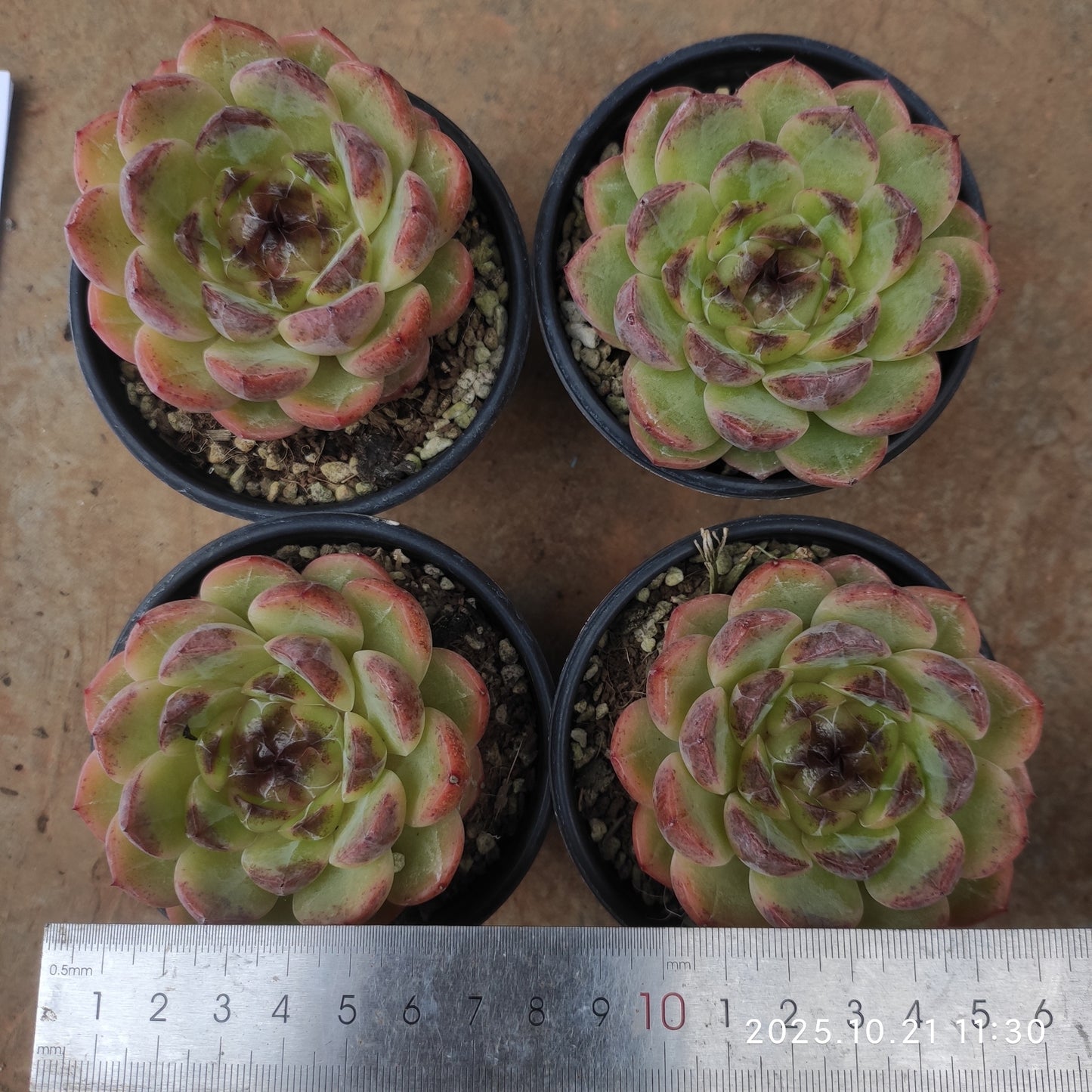 MMY1295 ディープ　フォレスト（9cm pot）