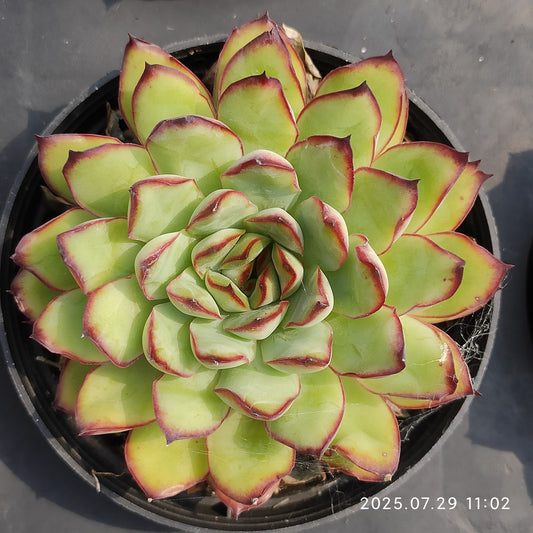 ZZA316 メキシコプリドニス（9cm pot）