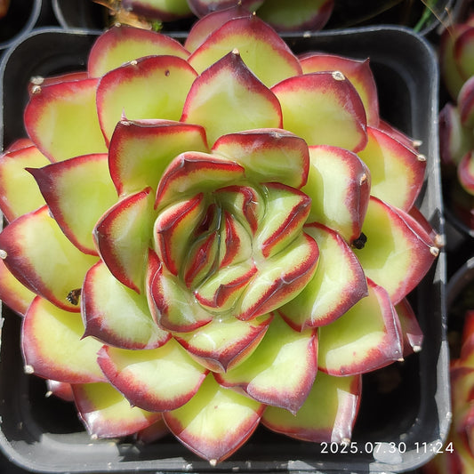 QN722 メキシコプリドニス(6.5cm pot)