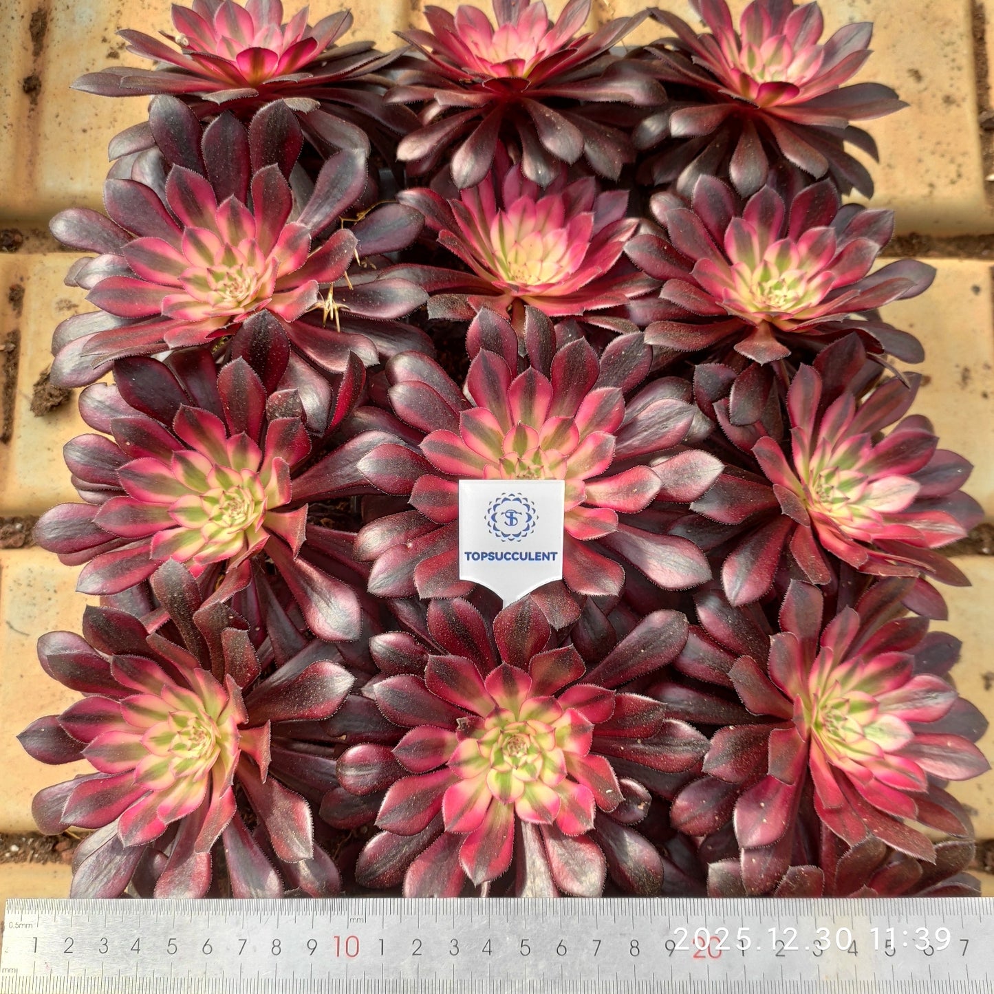 21301 コパー　ポット錦