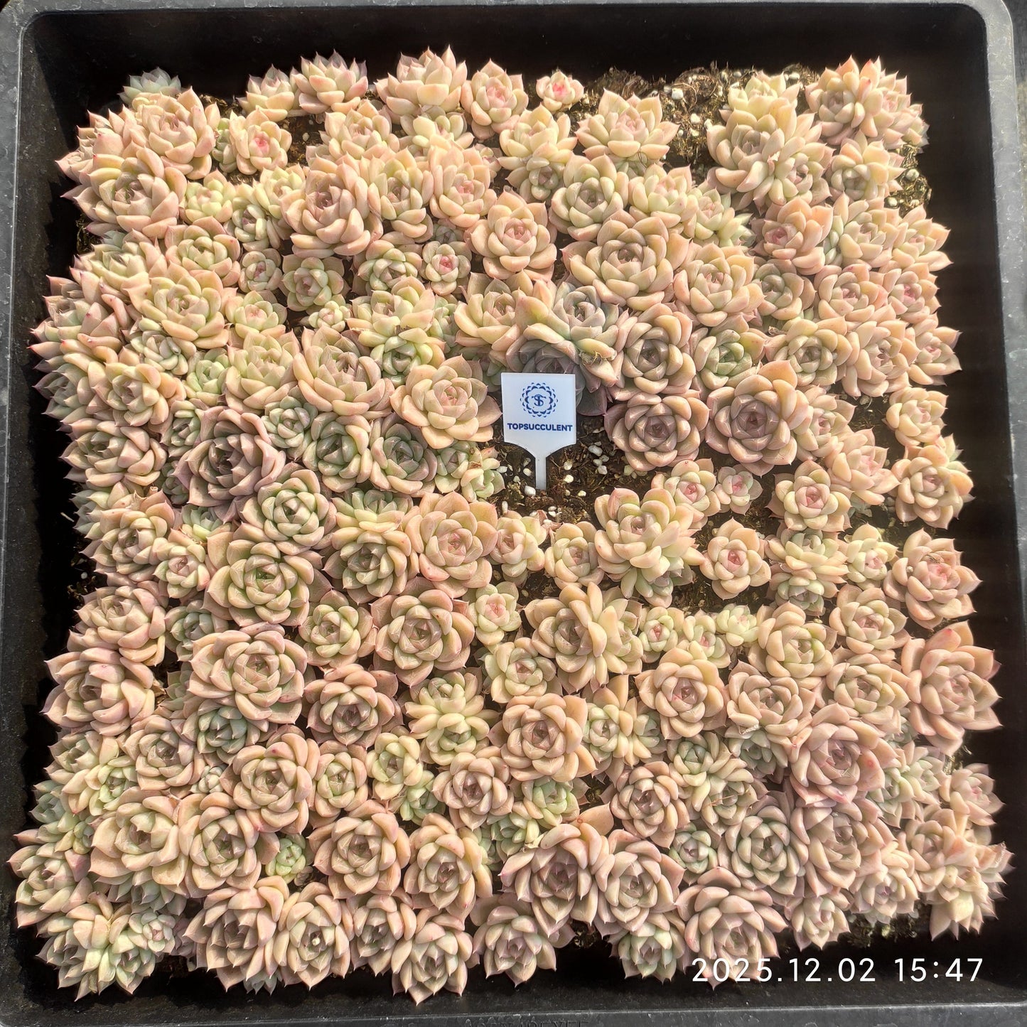 23038 エレガンスHyb（ポット苗）