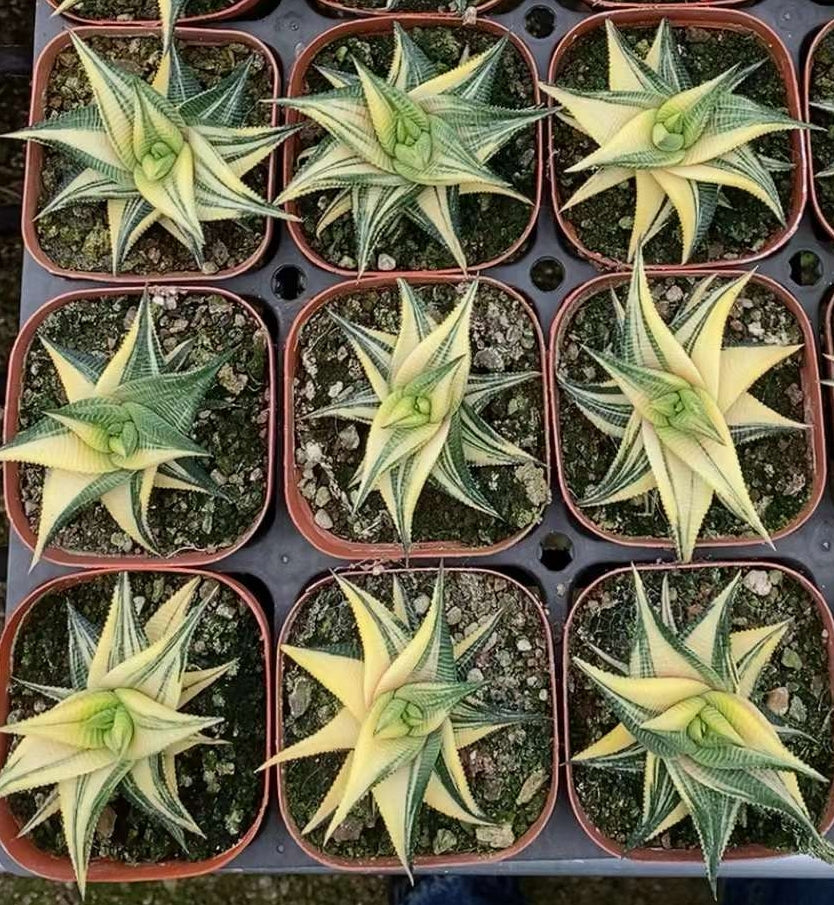 18962 ハオルチア　リミフォリア錦