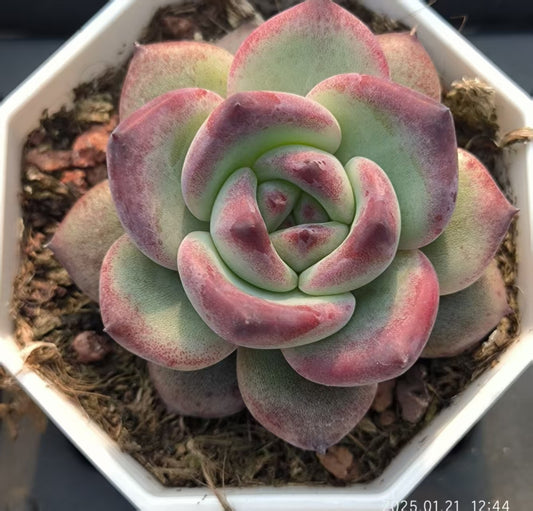 GR378 ラブバードズ(6.5cm pot)