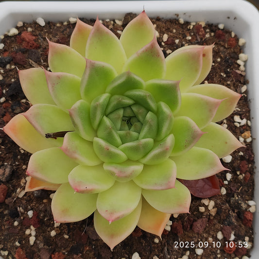 HG014 マルガン x トスカーナ（7cm pot）