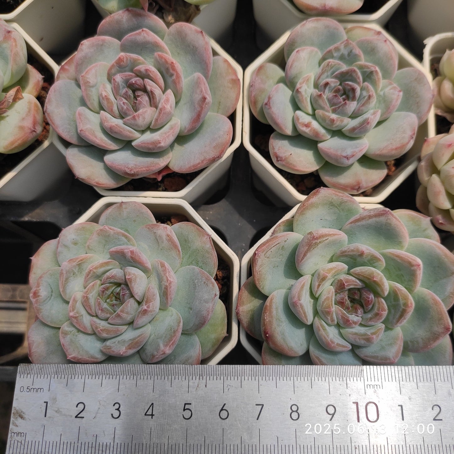 NGN734 ピンクピーチ（7cm pot）