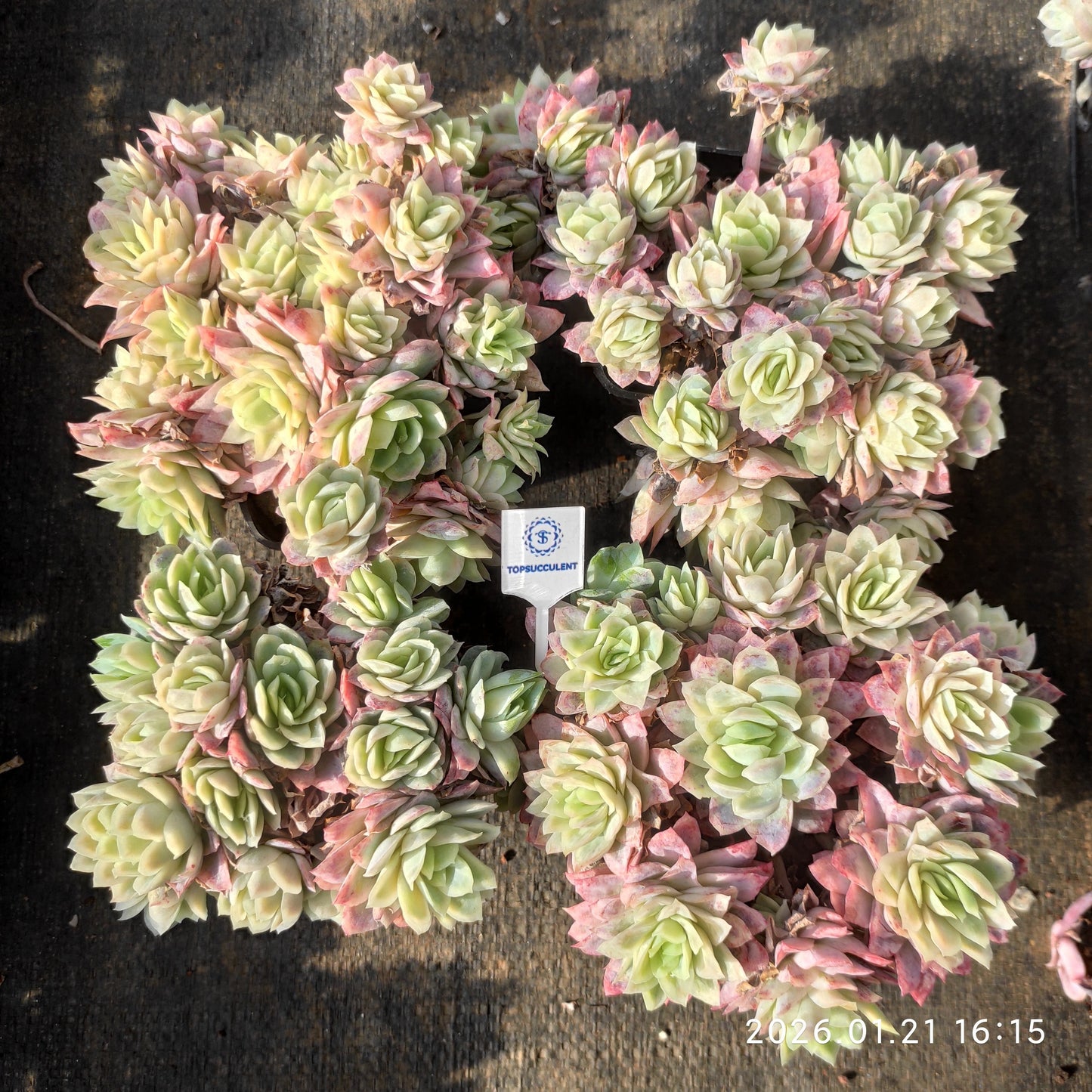 17216 バイオレットクイーン錦