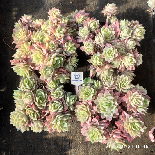 17216 バイオレットクイーン錦