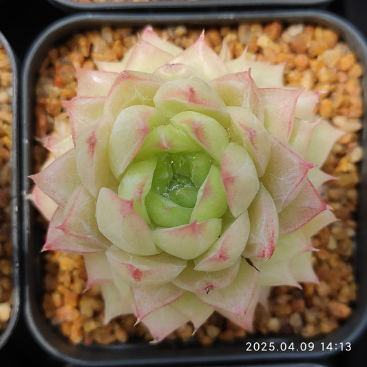 YBB143 エメラルド(5.5cm pot)