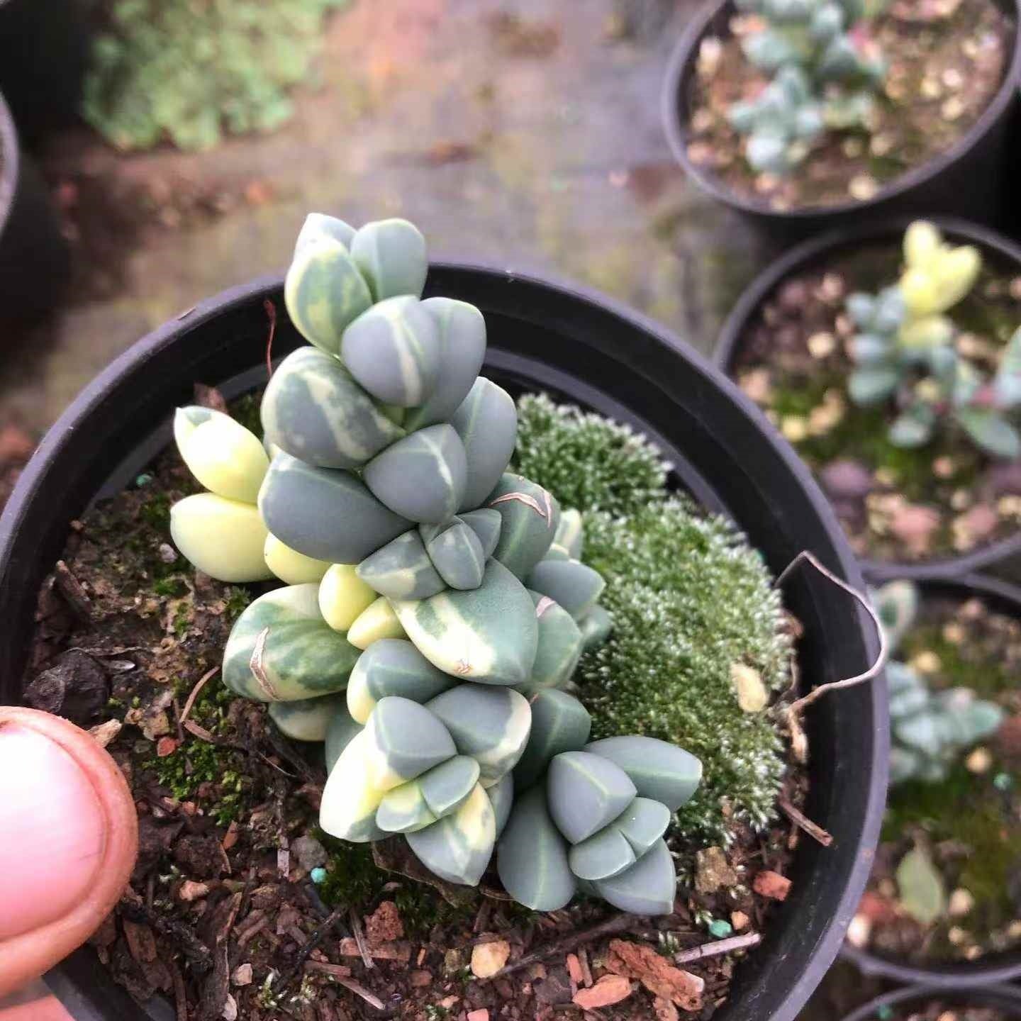 Top【選抜株】多肉植物　24456ベラティナー錦　35個　鉢無し/脱土 24456 ベラティナー錦 – Top Succulent®