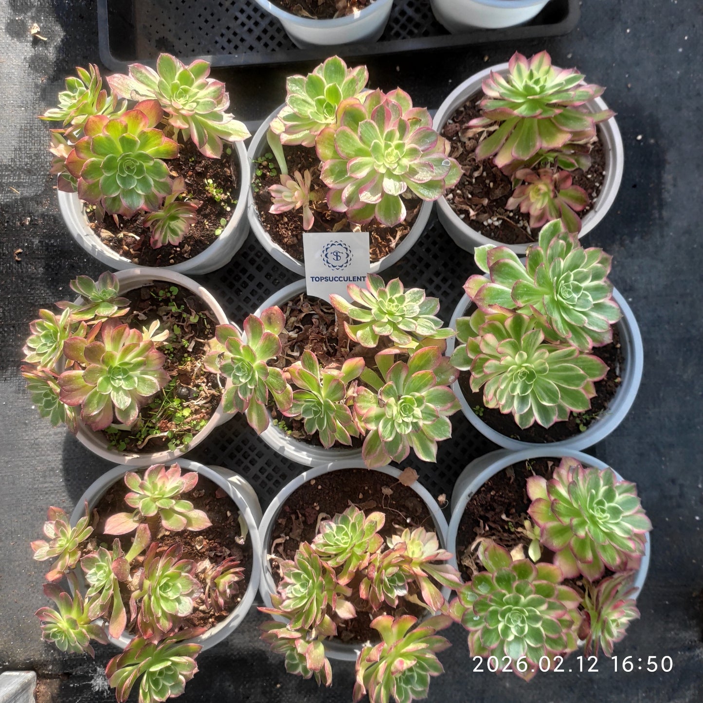 25829 カロフル　ランターンズ