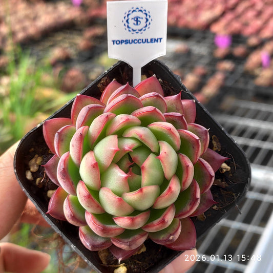 80568 モダン　パール