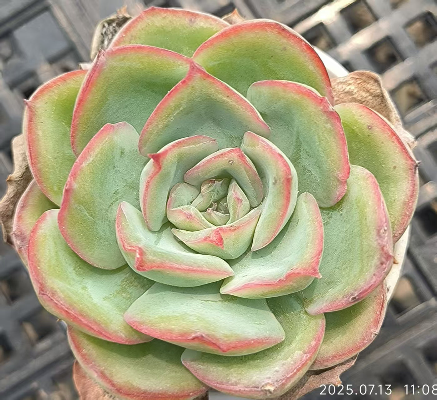 FFH330 モーニングデュー（6.5cm pot）