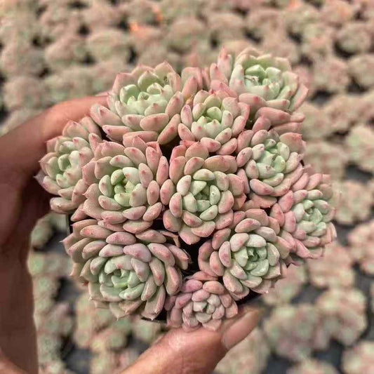 BL1877 キュートバブル（9cm pot）