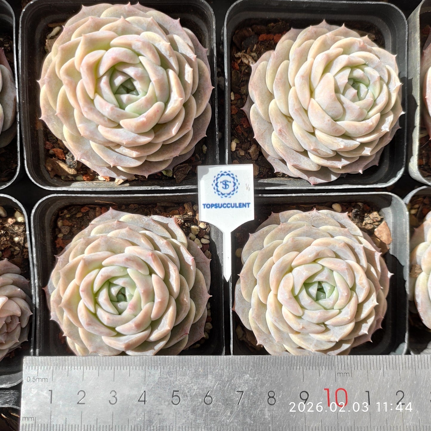 25621 アメイジンググレイス